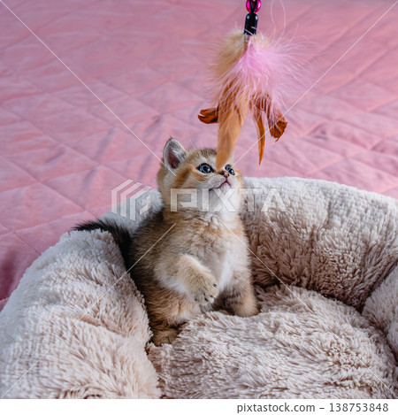 Kitten plays with a toy. 138753848
