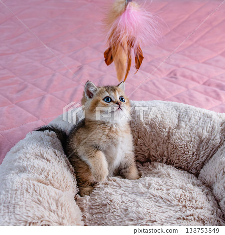 Kitten plays with a toy. Kitten plays with a toy. 138753849