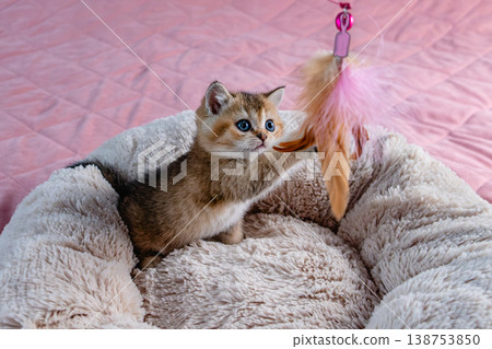 Kitten plays with a toy. 138753850