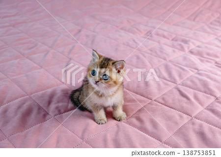 British breed kitten on a pink background. 138753851