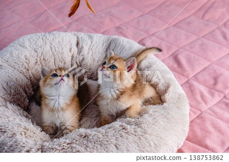 A group of kittens of the British breed in a cat bed. 138753862