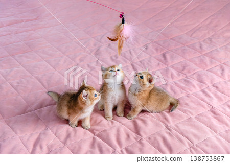 A group of kittens play with a toy. 138753867