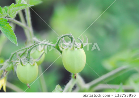 tomato or cherry tomato, Lycopersicon esculentum Mill or Solanaceae or tomato plant tomato or cherry tomato, Lycopersicon esculentum Mill or Solanaceae or tomato plant 138753950