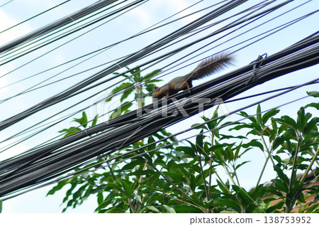 Tupaia glis Diard, squirrel or Common Tree Shrew or Treeshrew on the cable or electric wire Tupaia glis Diard, squirrel or Common Tree Shrew or Treeshrew on the cable or electric wire 138753952