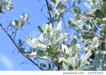 Silver Leaved Buttonwood or combretaceae, Conocarpus erectus var sericeus Fors ex DC or Silver Buttonwood Silver Leaved Buttonwood or combretaceae, Conocarpus erectus var sericeus Fors ex DC or Silver Buttonwood 138753953
