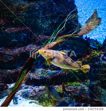 Fish swims in the oceanarium. 138754108