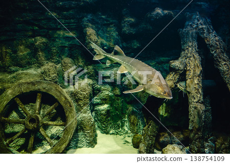 Kaluga sturgeon, huso dauricus. 138754109