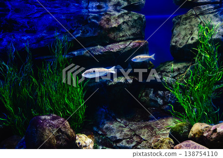 Exotic freshwater fishes in aquarium 138754110