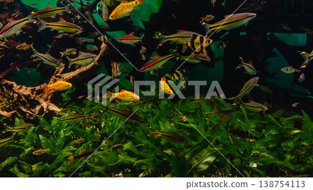 Exotic freshwater fishes in aquarium 138754113