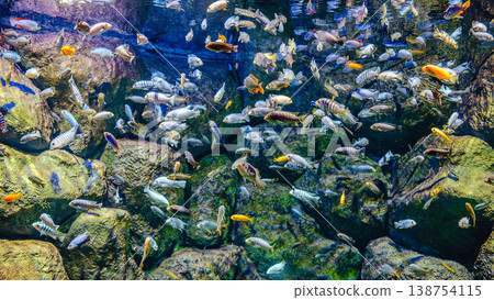 Exotic freshwater fishes in aquarium 138754115