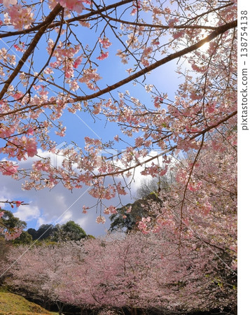 A wide-angle shot of the cherry blossom branches and the surrounding landscape. 138754138