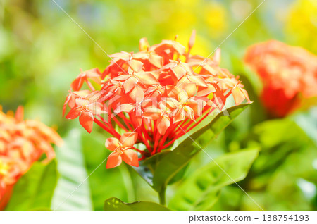 Ixora chinensis Lamk, Ixora spp or Zephyranthes or West Indian Jasmine and orange flower Ixora chinensis Lamk, Ixora spp or Zephyranthes or West Indian Jasmine and orange flower 138754193