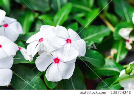 Catharanthus roseus G Don ,APOCYNACEAE or Madagascar periwinkle or Vinca or Old maid flower or white flower Catharanthus roseus G Don ,APOCYNACEAE or Madagascar periwinkle or Vinca or Old maid flower or white flower 138754248