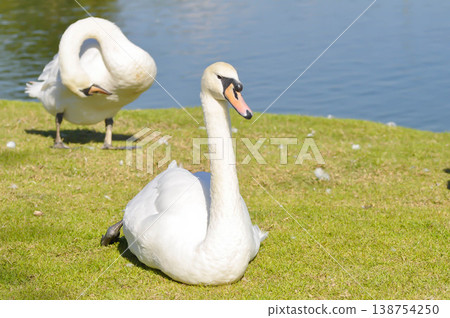 Swan or Cygnus ,Mute Swan or Cygnus olor or white swan Swan or Cygnus ,Mute Swan or Cygnus olor or white swan 138754250