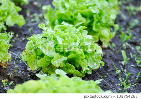 lettuce plant or green oak lettuce in the flower bed or green coral lettuce lettuce plant or green oak lettuce in the flower bed or green coral lettuce 138754265