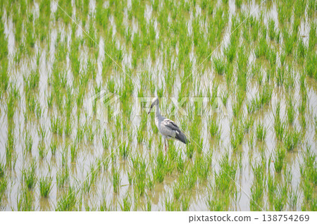 Anastomus oscitans, Asian openbill or Asian Openbill stork or Ciconia boyciana or  Oriental stork or bird in the rice field 138754269