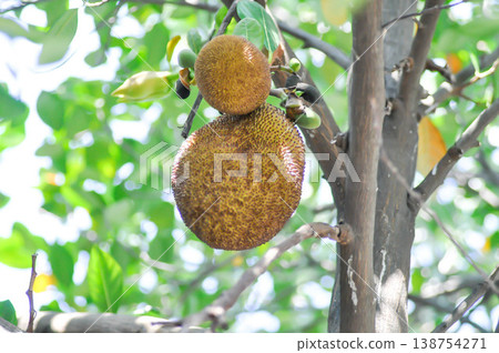 Artocarpus heterophyllus Lam or MORACEAE , jackfruit tree Artocarpus heterophyllus Lam or MORACEAE , jackfruit tree 138754271