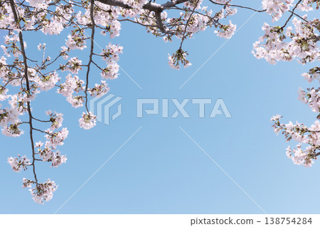 櫻花邊框和藍天春日背景素材（留白） 138754284