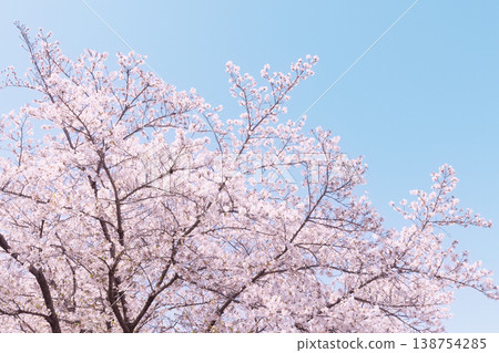 櫻花盛開，沐浴在柔和的陽光下：一幅溫柔的春日景象。 138754285