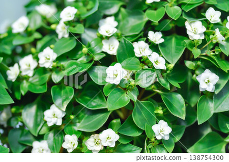 Exacum Princess or Exacum affine Balf f ex Regel or GENTIANACEAE or Persian Gentian or white flower Exacum Princess or Exacum affine Balf f ex Regel or GENTIANACEAE or Persian Gentian or white flower 138754300