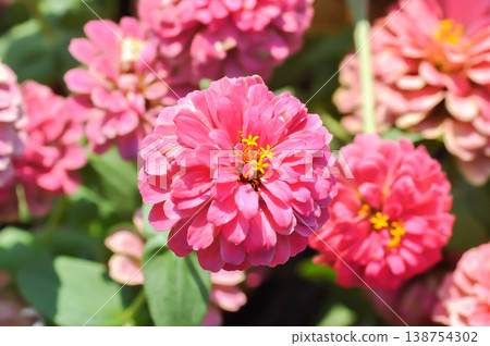 zinnia, elegant zinnia or  Pink Zinnia Flower or  Zinnia elegans or pink flower 138754302