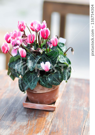 Cyclamen persicum, Florists Cyclamen or Cyclamen , Cyclamen persicum Mill or Primulaceae or pink and white flower or pink flower 138754304