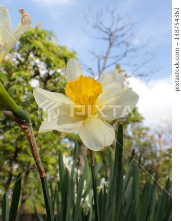 Flower of a daffodil 138754361
