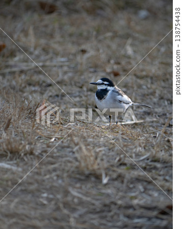 A white wagtail standing on the ground 138754438