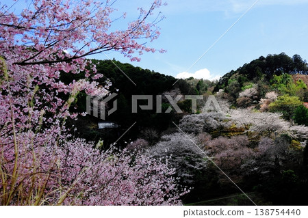 Cherry blossoms in Shinshiro and Ichikawa 138754440