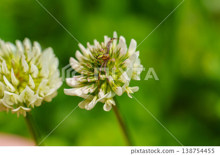 春日田野裡盛開著白三葉草和花蛛。 138754455