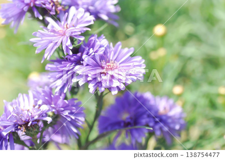 Aster,Heath Aster or Symphyotrichum ericoides L G L Nesom or new England aster or Symphyotrichum ericoides or purple aster 138754477