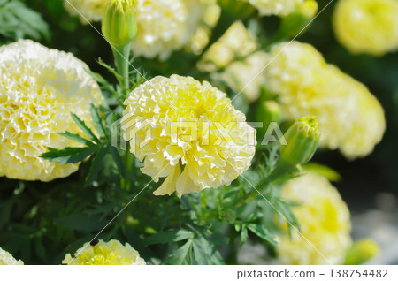 white vanilla African Marigold or African Marigold or Compositae or Tagetes erecta L or Vanilla Marigold or White African Marigold or White Marigold white vanilla African Marigold or African Marigold or Compositae or Tagetes erecta L or Vanilla Marigold or White African Marigold or White Marigold 138754482