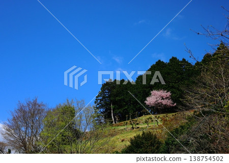 山頂上,一棵櫻花樹盛開。 山頂上,一棵櫻花樹盛開。 138754502