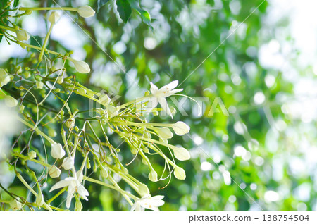 Cork tree, Indian cork tree or Millingtonia hortensis Linn or BIGNONIACEAE or white flower 138754504