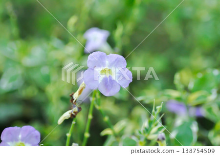 Asystasia gangetica or Asystasia gangetica St Johns or Ganges Primrose, Ganges River asystacia or Chinese violet or purple flower 138754509