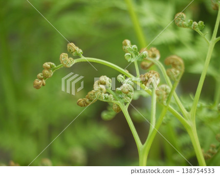 Warabi sprouts Warabi sprouts 138754533