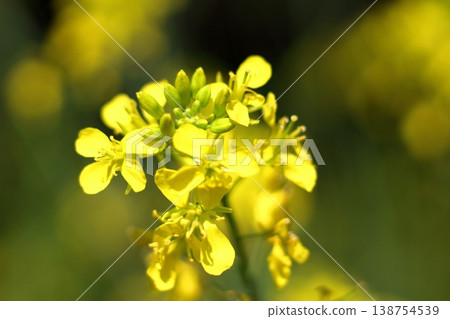 The rapeseed flowers stand out in yellow. The rapeseed flowers stand out in yellow. 138754539