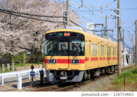 大石浦公園的櫻花和西鐵7050系列列車。 138754663