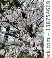 Somey Yoshino is in full bloom 138754669