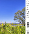 Rape flower field and blue sky 138754670