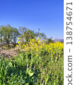 Rape flower and blue sky 138754671