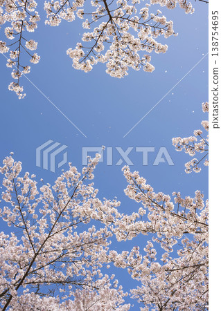 櫻花櫻 138754695