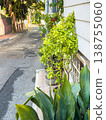Green foliage and plants along a narrow street with a sidewalk and residential buildings in a sunny urban setting 138755060