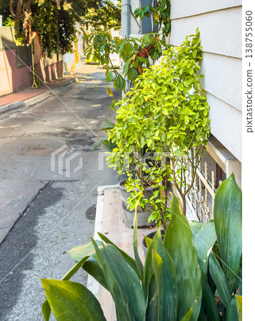 Green foliage and plants along a narrow street with a sidewalk and residential buildings in a sunny urban setting 138755060