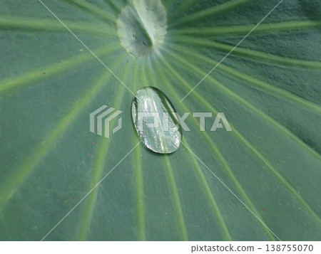 Lotus leaves and water droplets at Shinobazu Pond Lotus leaves and water droplets at Shinobazu Pond 138755070