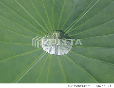 忍池的荷葉和水滴 忍池的荷葉和水滴 138755071