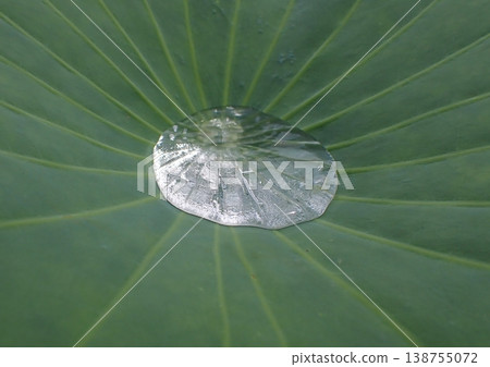 Lotus leaves and water droplets at Shinobazu Pond Lotus leaves and water droplets at Shinobazu Pond 138755072