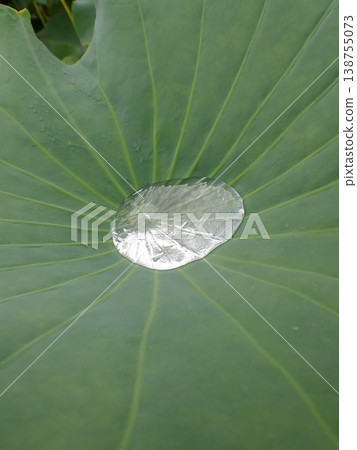 Lotus leaves and water droplets at Shinobazu Pond Lotus leaves and water droplets at Shinobazu Pond 138755073