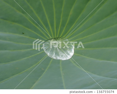 忍池的荷葉和水滴 忍池的荷葉和水滴 138755074