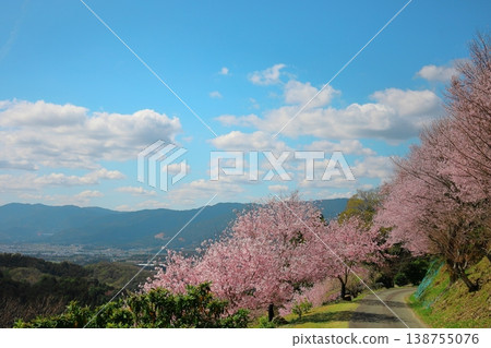 Cherry blossoms in Shinshiro and Ichikawa, against a blue sky and mountain range. Cherry blossoms in Shinshiro and Ichikawa, against a blue sky and mountain range. 138755076